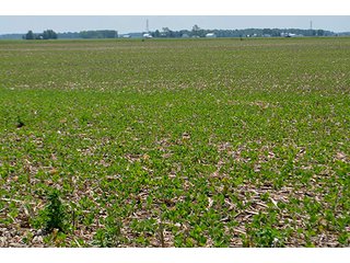 Property photo 87 - LAND AUCTION - 700+/- ACRES OFFERED IN 16 TRACTS IN ALLEN COUNTY, INDIANA
